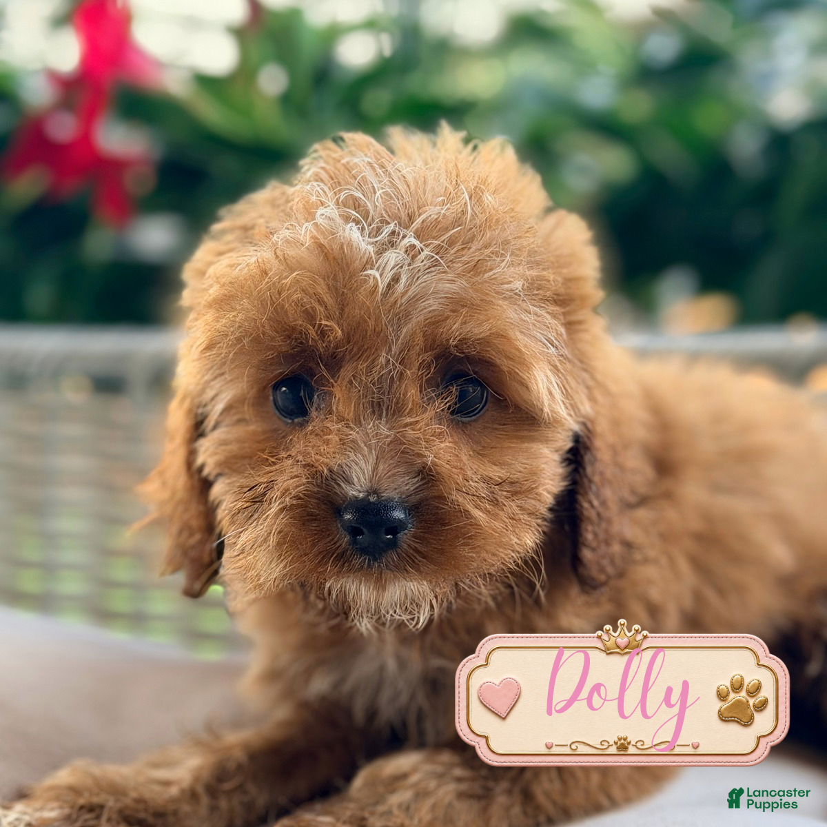 Cavapoo dogs Dolly - Ad 1