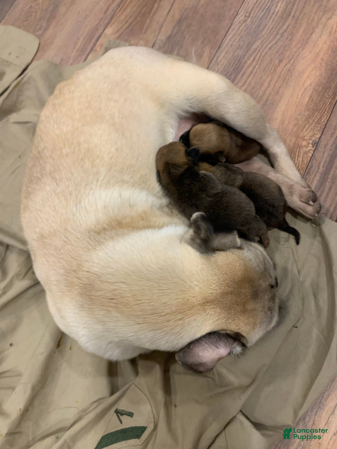 Gallery Image {{count}}