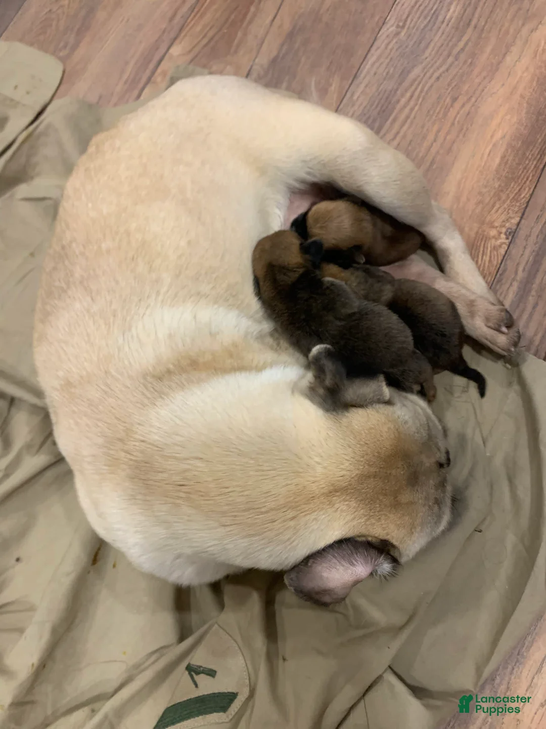 Gallery Image {{count}}