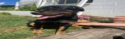 Rottweiler dogs for sale: Nala - Ad 2