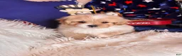 Pekapoo dogs for sale: Winston - Ad 2