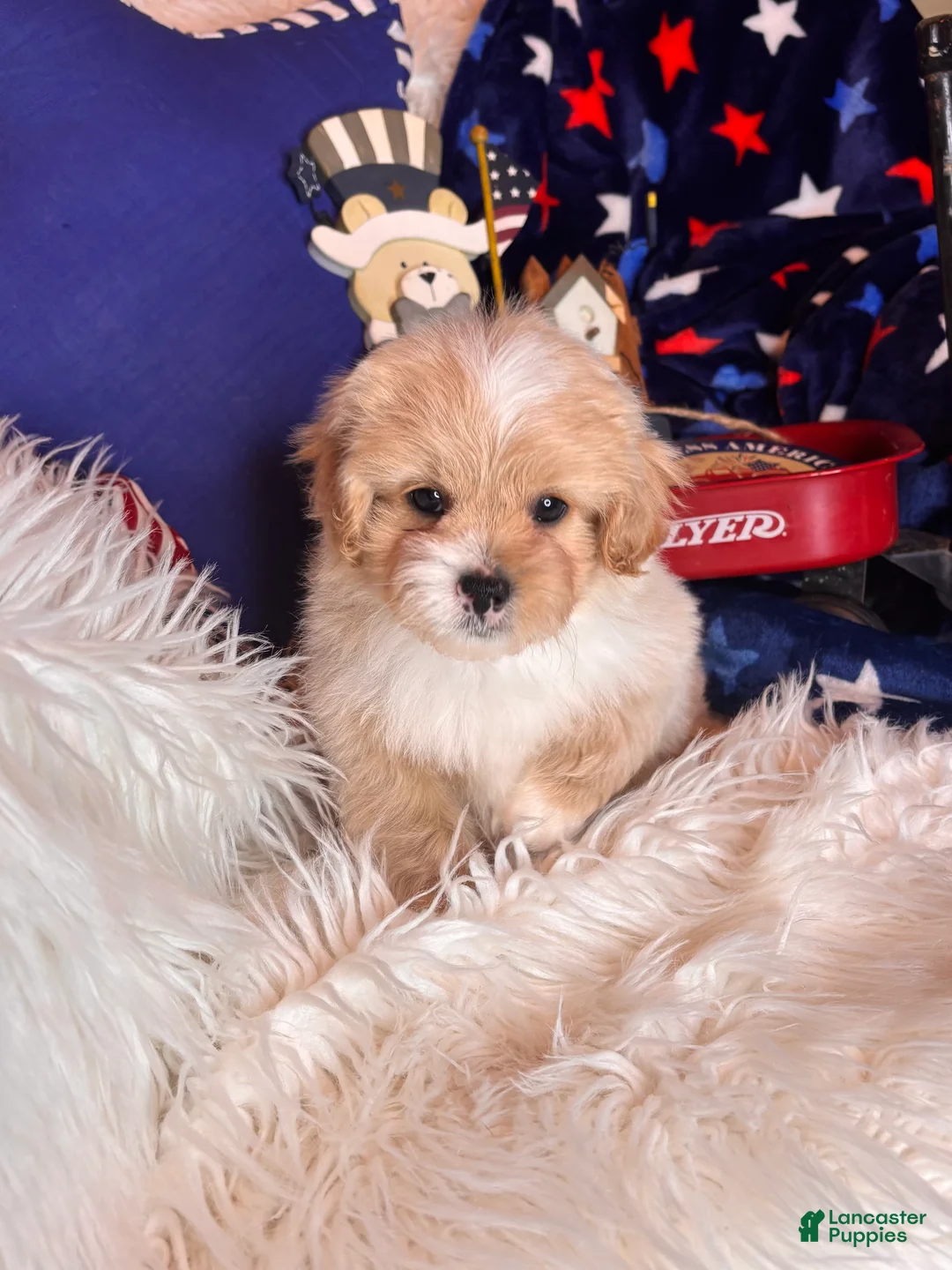 Pekapoo dogs for sale: Winston - Ad 2
