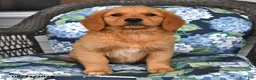 Golden Retriever dogs for sale: Poppy - Ad 3