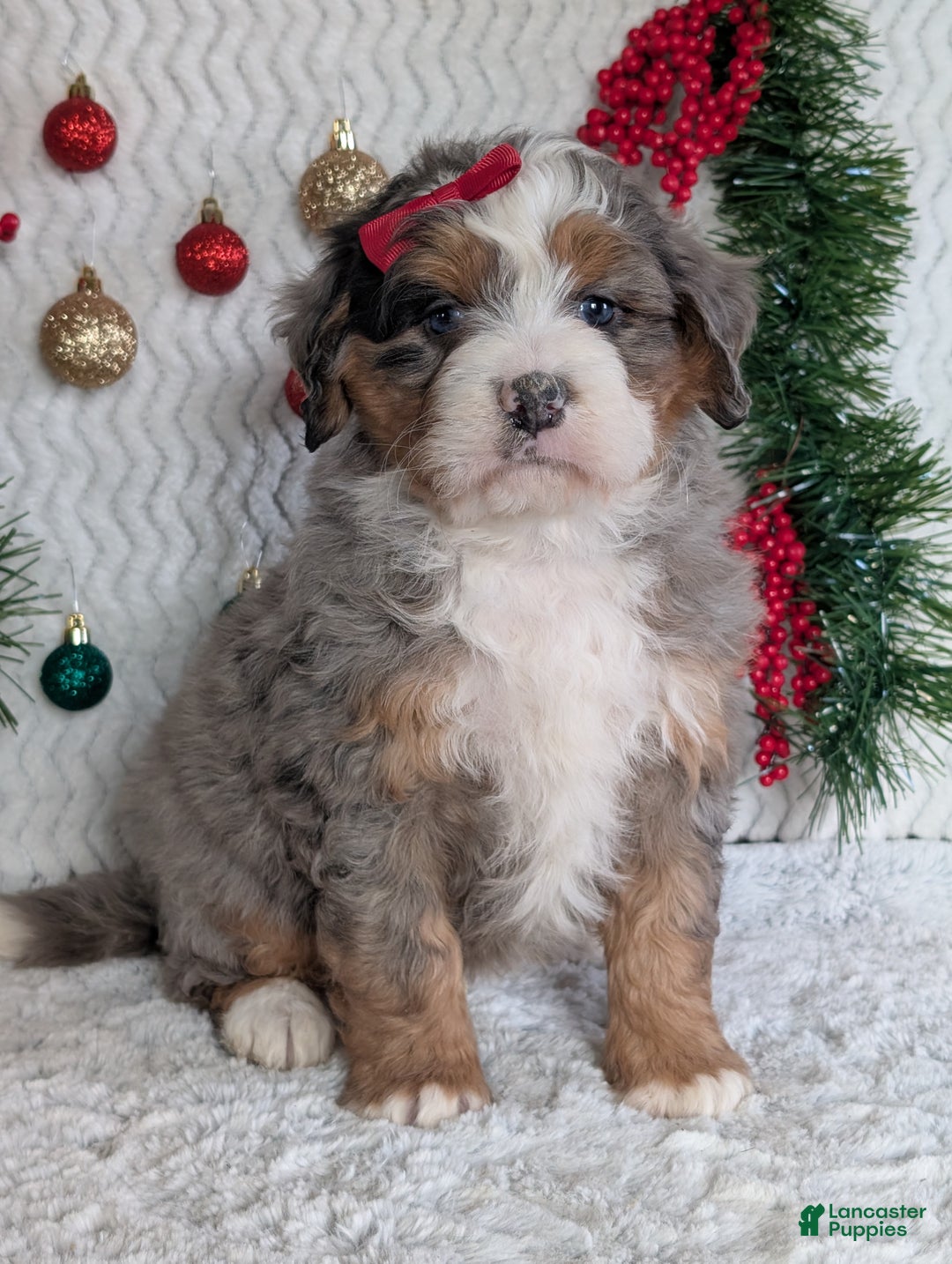 Mini Bernedoodle dogs for sale: Mini Hayes - Ad 5