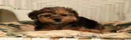 Yorkiepoo dogs for sale: Dolly - Ad 6