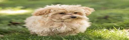 Maltipoo dogs for sale: Nacho Maltipoo Puppy  - Ad 4
