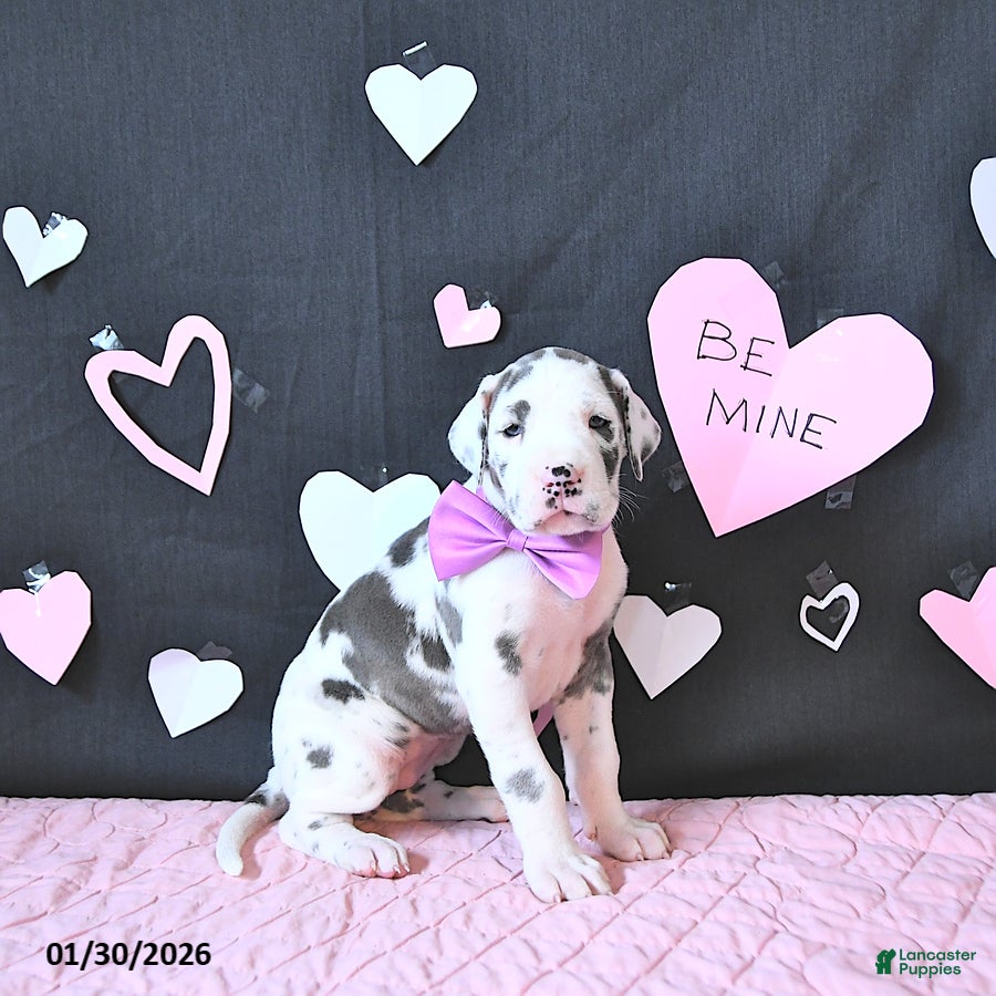 Great Dane dogs Emma - Ad 2