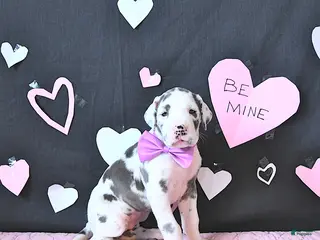 Great Dane dogs Emma - Ad 1