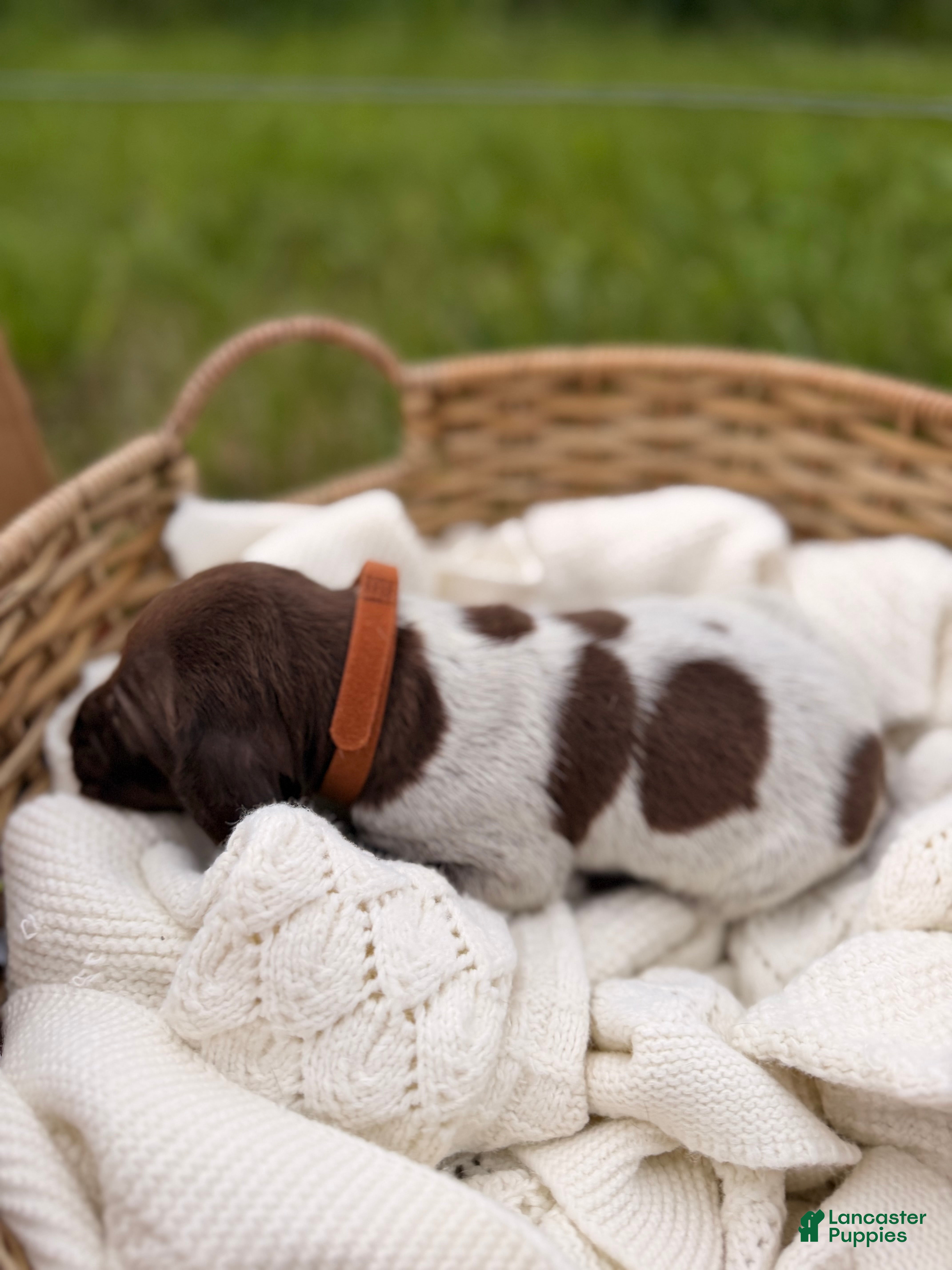German Shorthaired Pointer dogs Fields  - Ad 2