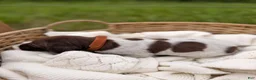 German Shorthaired Pointer dogs for sale: Fields  - Ad 2