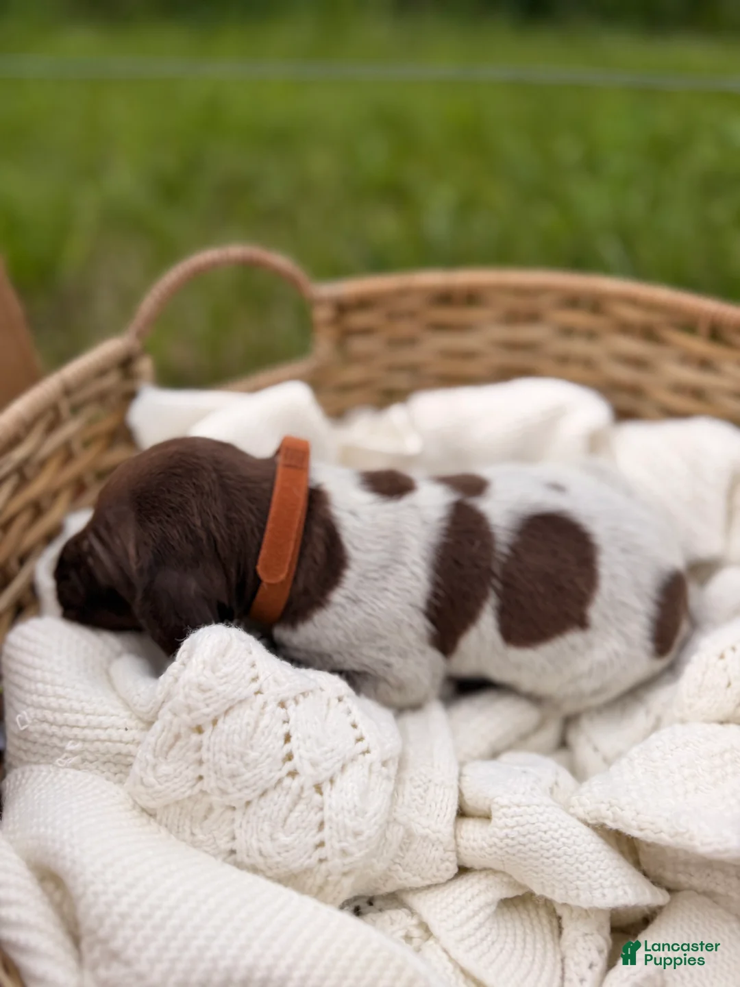 German Shorthaired Pointer dogs for sale: Fields  - Ad 2