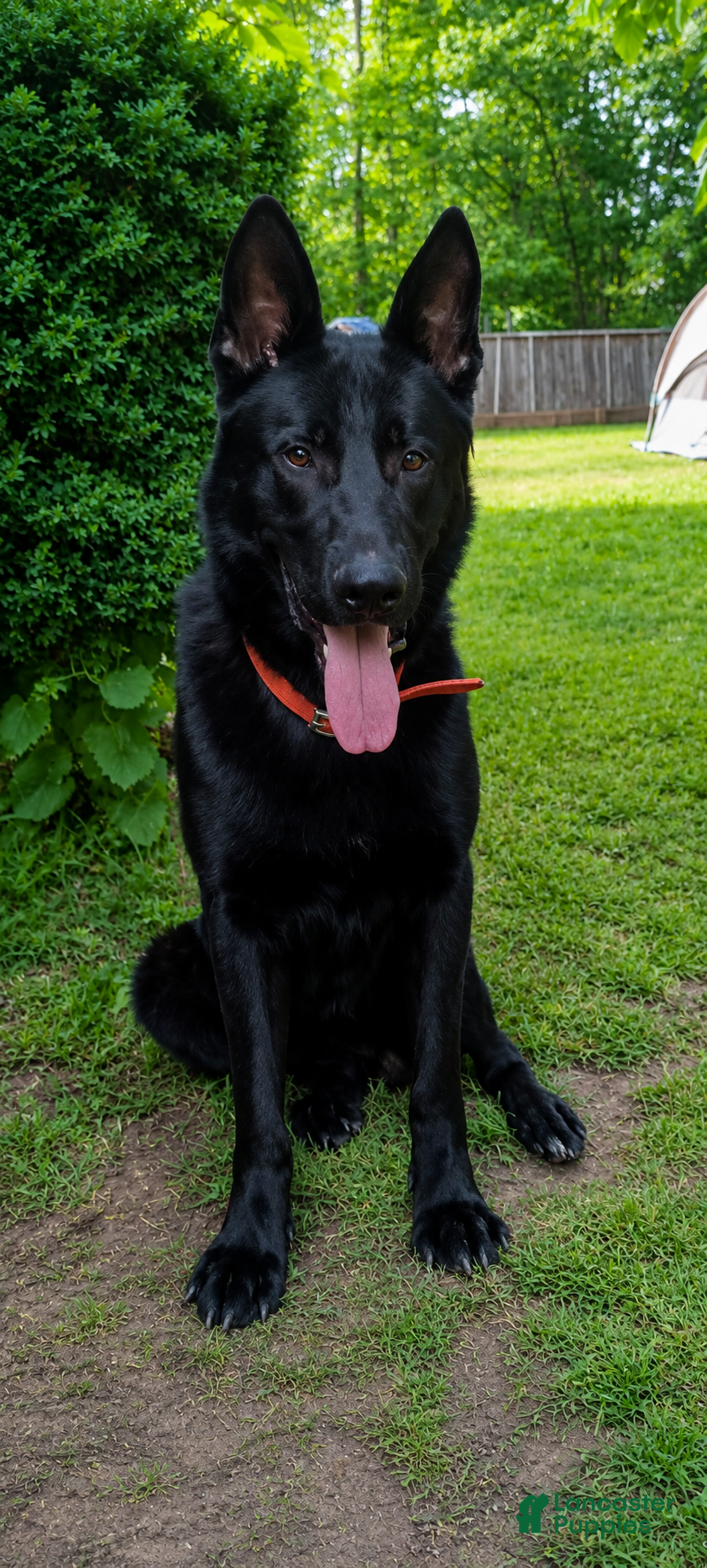 German Shepherd dogs German Shepherd 8 - Ad 19