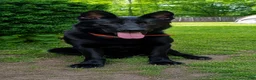 German Shepherd dogs for sale: German Shepherd 8 - Ad 1