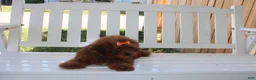 Shihpoo dogs for sale: LuLu - Ad 6