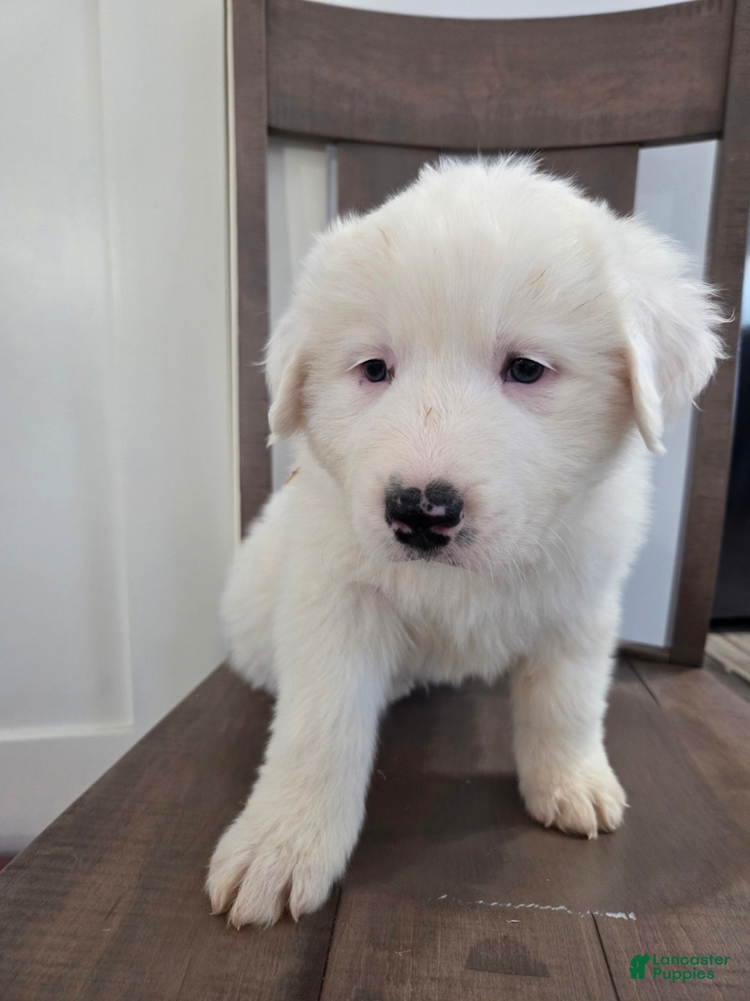 Great Pyrenees dogs for sale: Blizzard - Ad 4