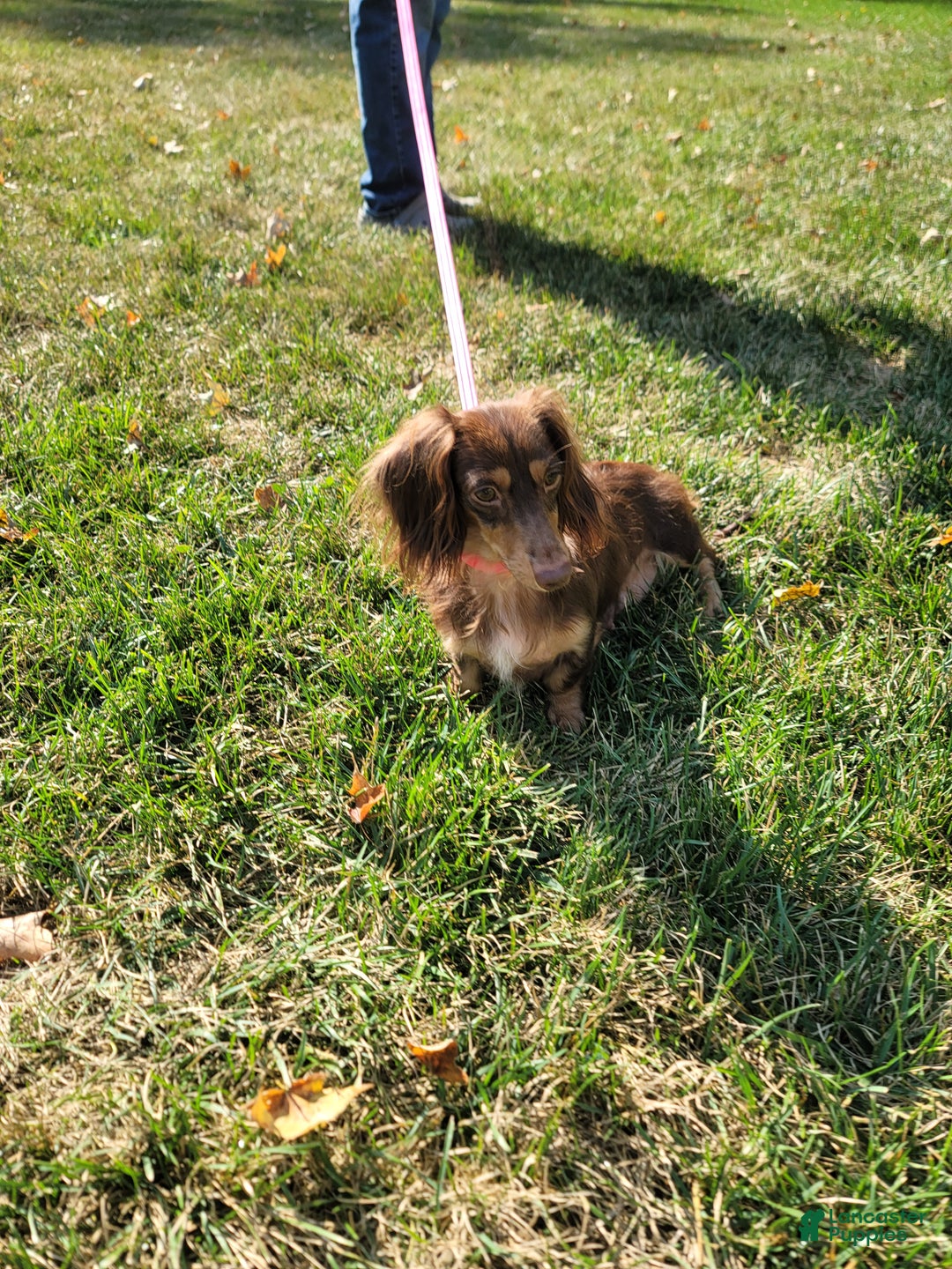 Miniature Dachshund dogs for sale: Angel - Ad 10