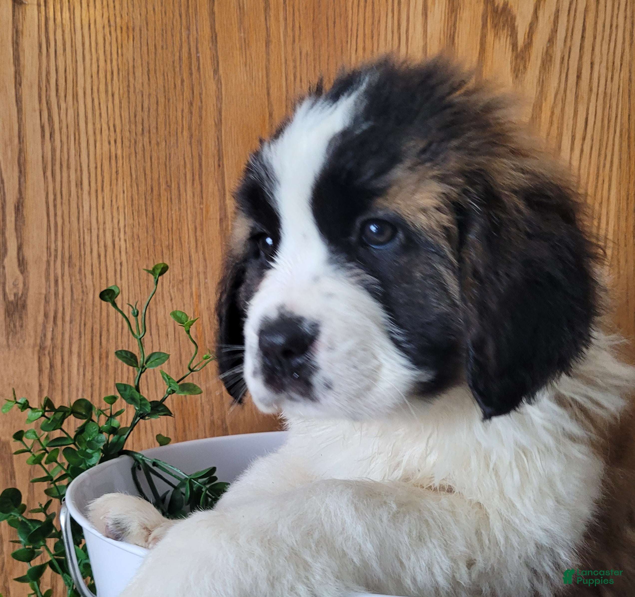 Saint Bernard dogs Luna - Ad 1