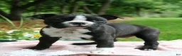Boston Terrier dogs for sale: Banjo - Ad 2