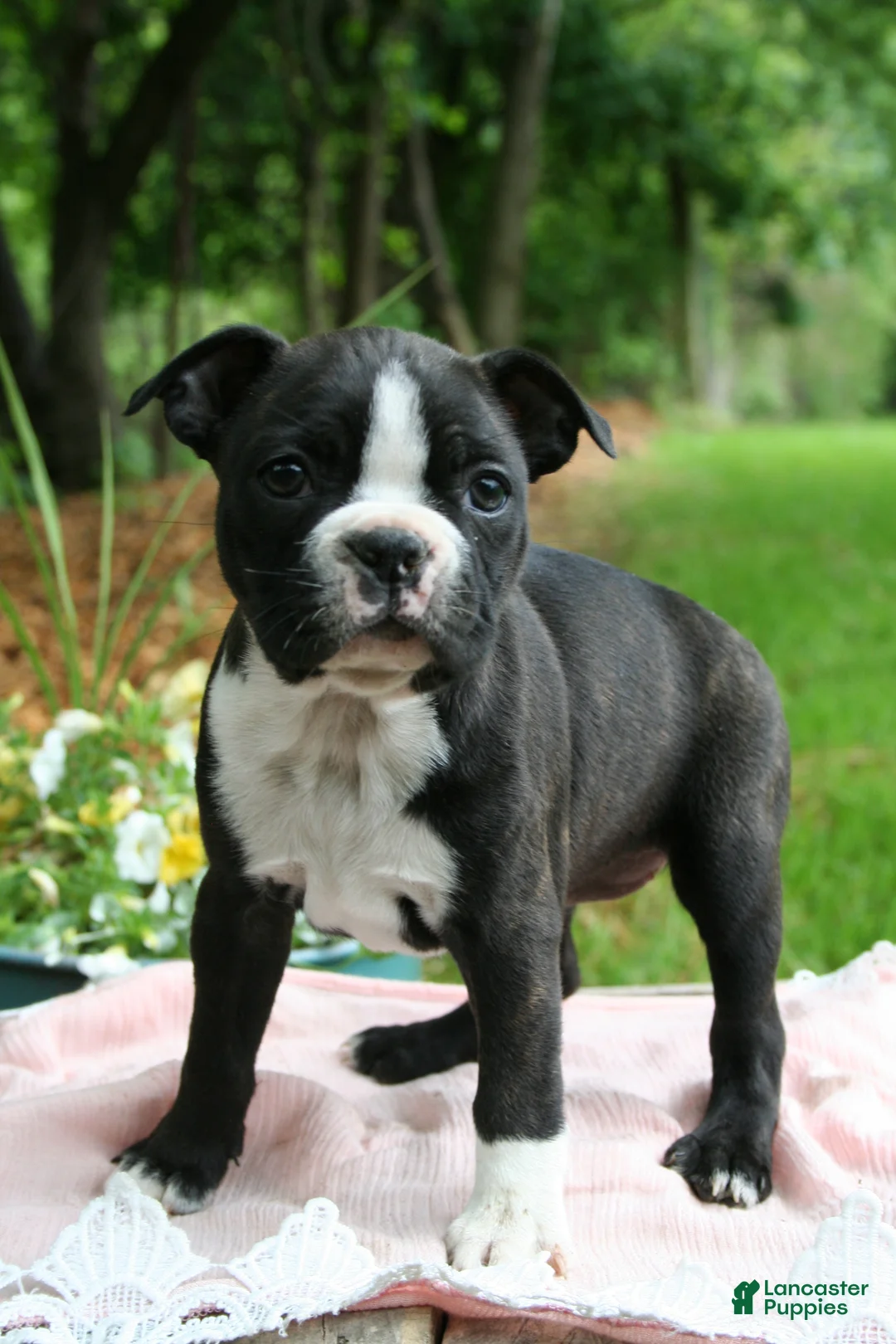 Boston Terrier dogs for sale: Banjo - Ad 2