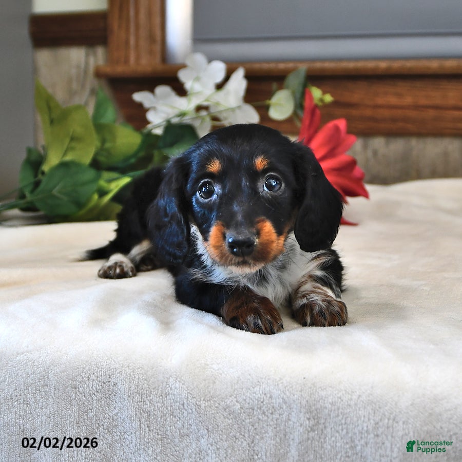 Miniature Dachshund dogs Poppy - Ad 2