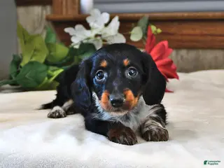 Miniature Dachshund dogs Poppy - Ad 2