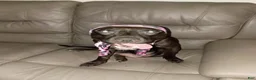 Mixed Breed dogs for sale: Mixed Breed 5 - Ad 2