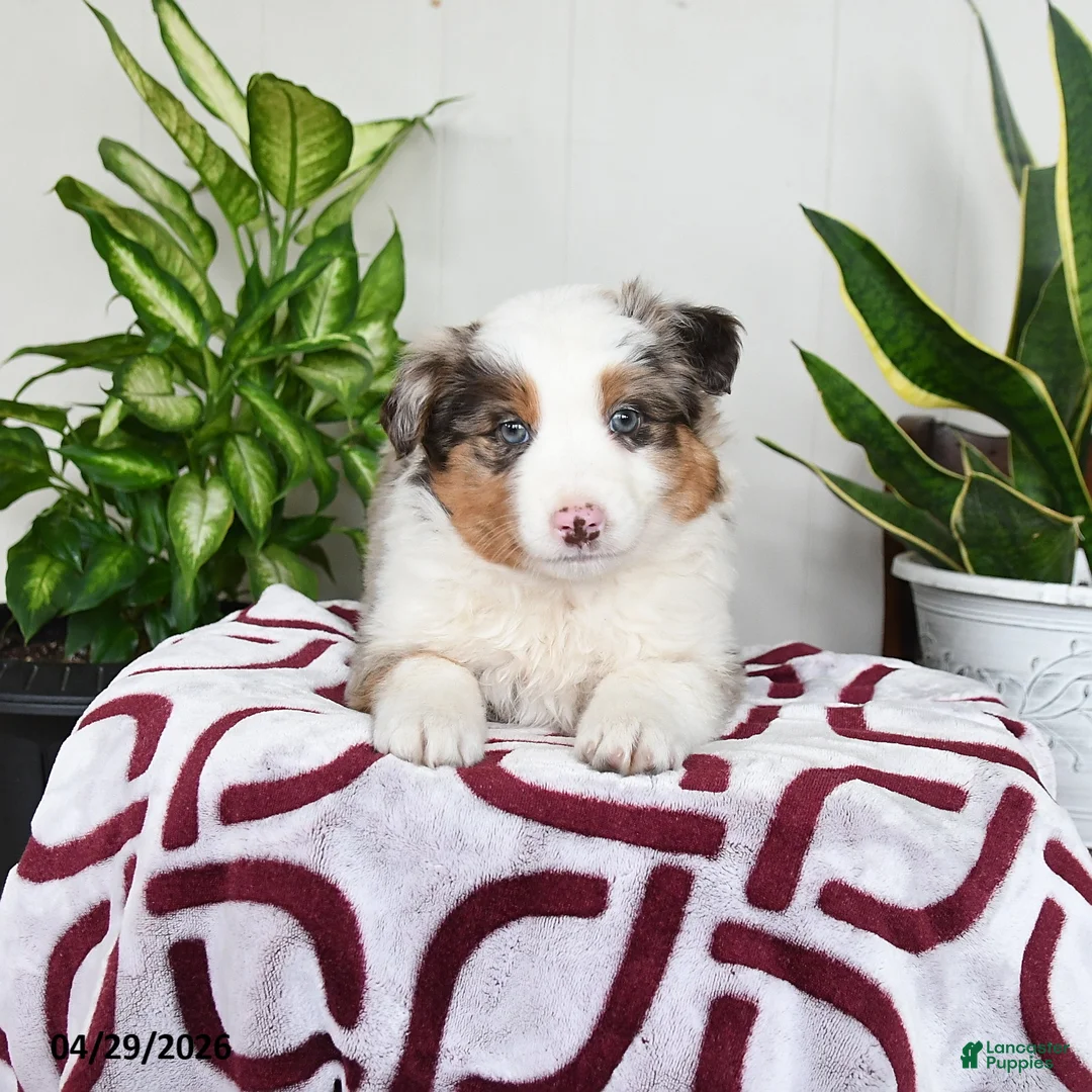 Australian Shepherd dogs for sale: Willow - Ad 3