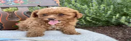 Toy Poodle dogs for sale: Blaze - Ad 11