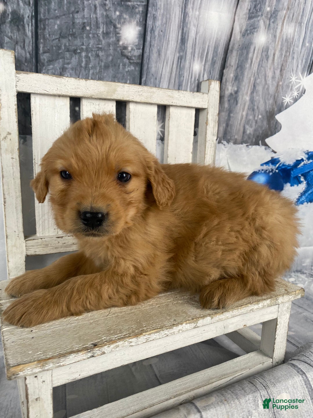 Golden Retriever dogs for sale: Tommy - Ad 6