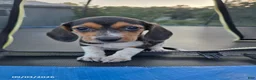 Beagle dogs for sale: Brenda - Ad 5
