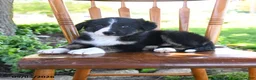 Border Collie dogs for sale: Lilah - Ad 3