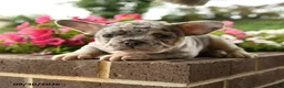 French Bulldog dogs for sale: Peter - Ad 3