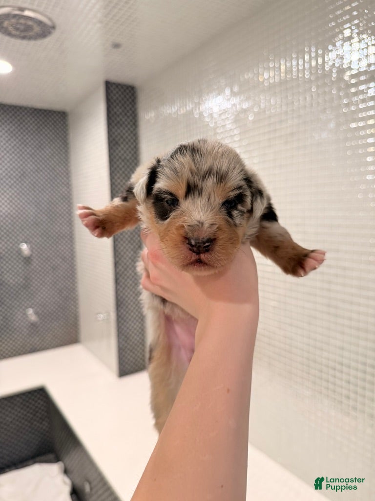 Australian Shepherd dogs Lady - Ad 8