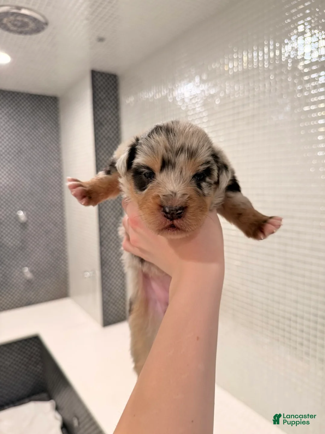 Australian Shepherd dogs for sale: Lady - Ad 1