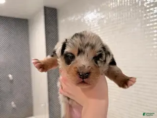 Australian Shepherd dogs Lady - Ad 8