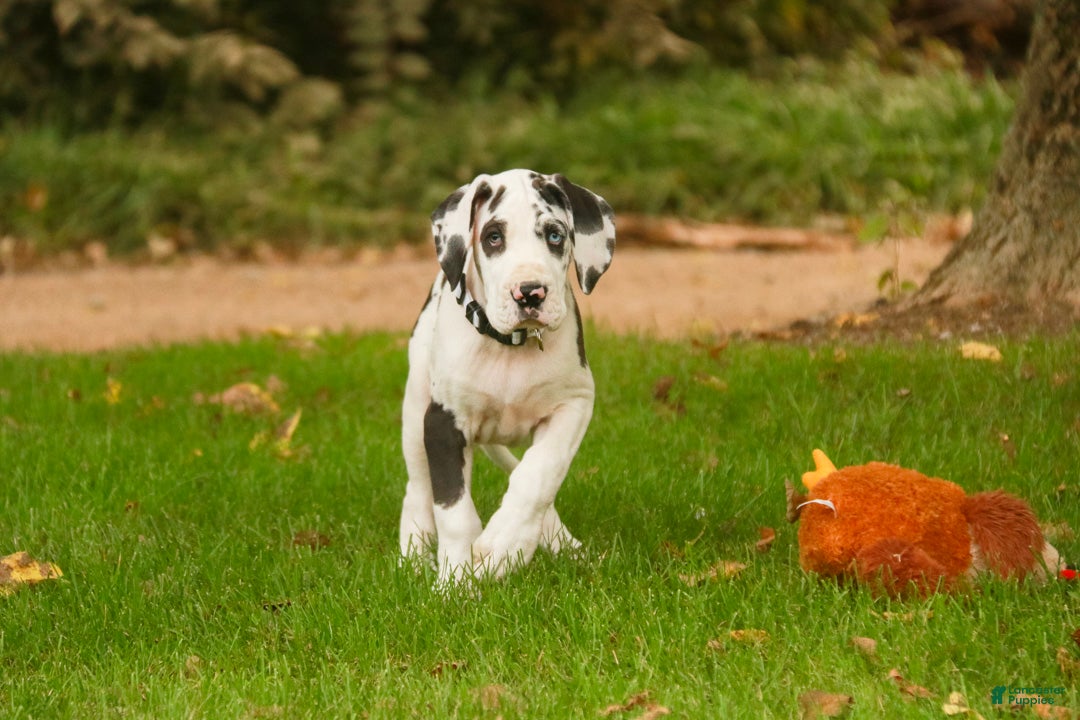 Great Dane dogs Cherish Great Dane  - Ad 2