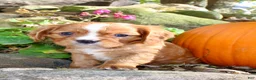 Cavalier King Charles Spaniel dogs for sale: Tucker Male AKC Cavalier - Ad 8