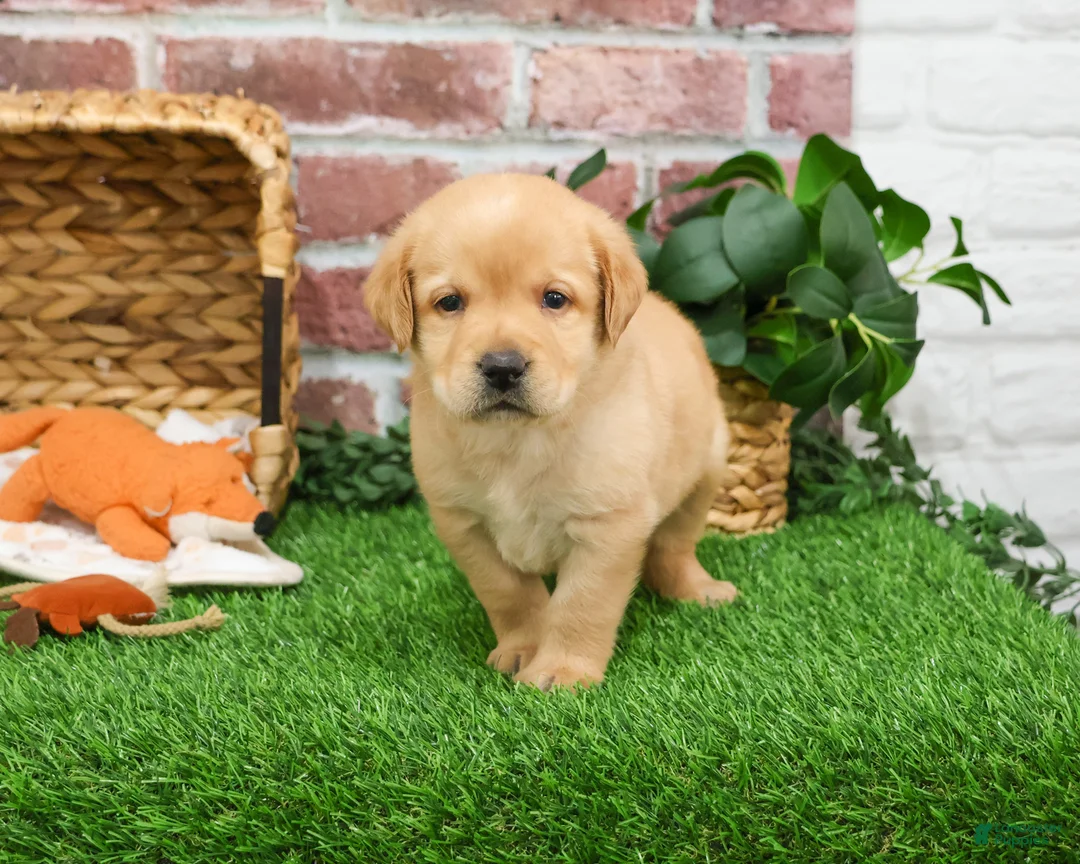 Labrador Retriever dogs for sale: Enzo - Ad 1