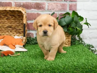 Labrador Retriever dogs Enzo - Ad 29