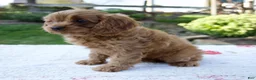 Cavapoo dogs for sale: Ezra - Ad 6