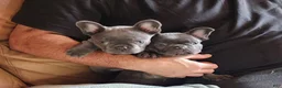 French Bulldog dogs for sale: French Bulldog 2 - Ad 3