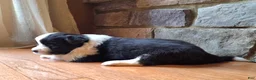Border Collie dogs for sale: Border Collie Puppy 3 pending - Ad 4