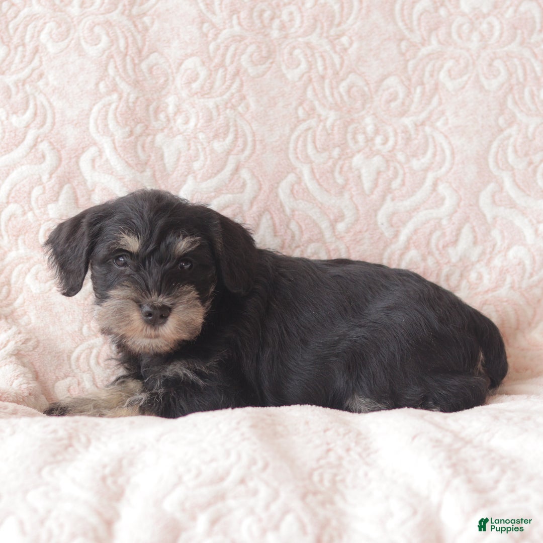 Miniature Schnauzer dogs for sale: Holly - Ad 4