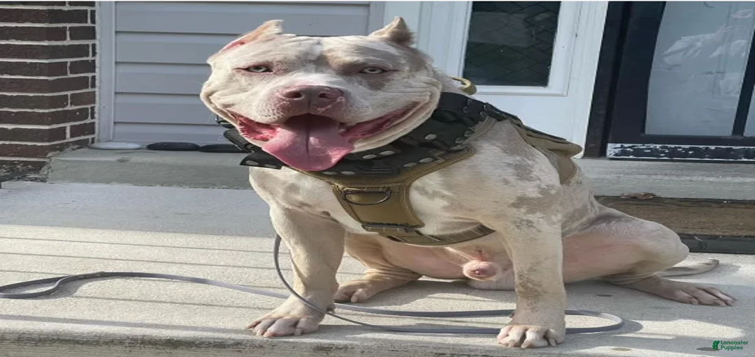 Gallery Image {{count}}