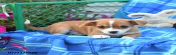 Mixed Breed dogs for sale: Texas - Ad 3