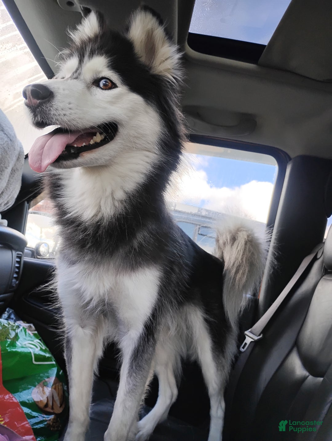 Alaskan Husky dogs for sale: Alaskan Husky Puppy 1 - Ad 2