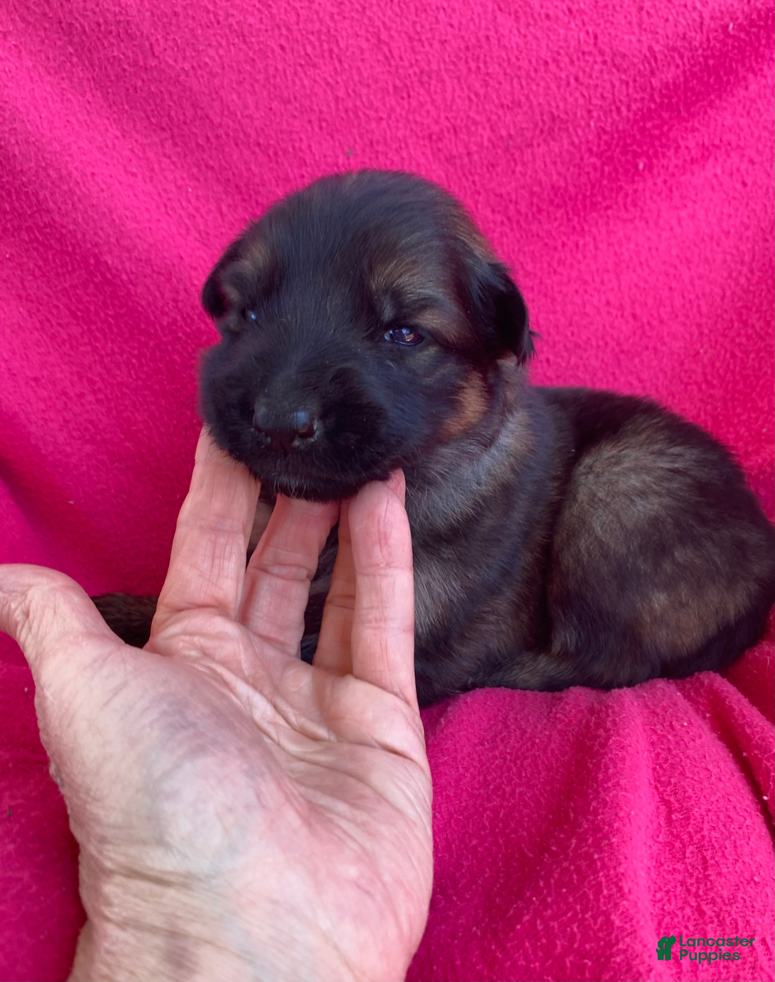 German Shepherd dogs German Shepherd Puppy 4 - Ad 28