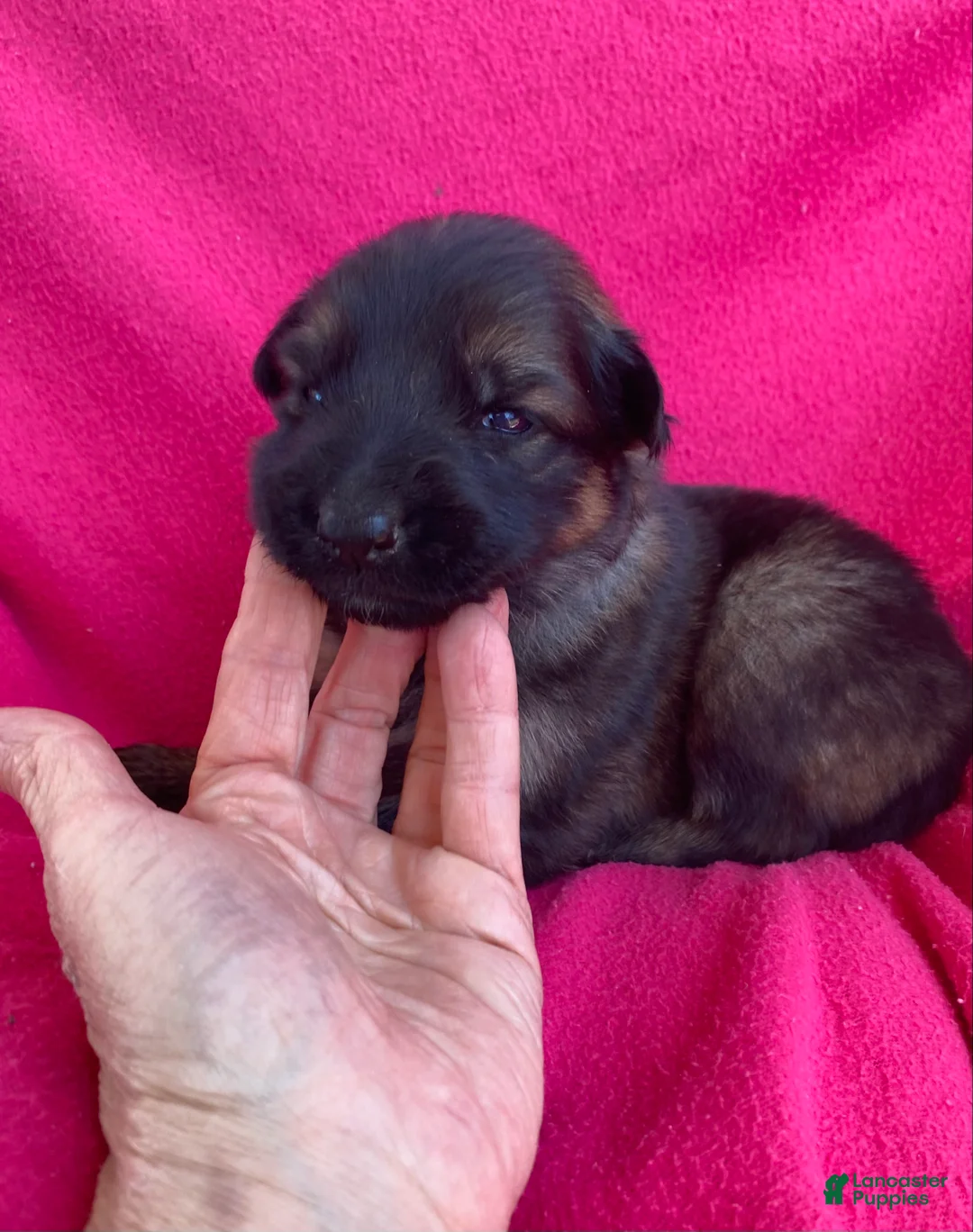 German Shepherd dogs for sale: German Shepherd Puppy 4 - Ad 1