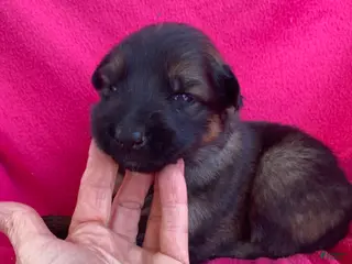German Shepherd dogs German Shepherd Puppy 4 - Ad 28