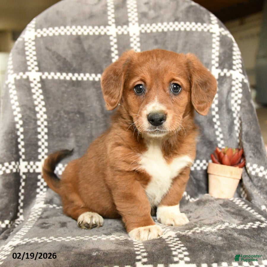 Mixed Breed dogs Queenie - Ad 2